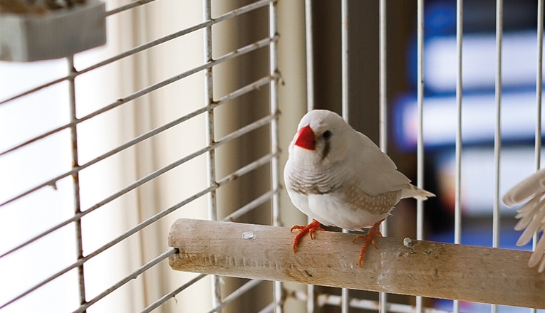 Betty Drescher heeft gezelschap van haar vogels