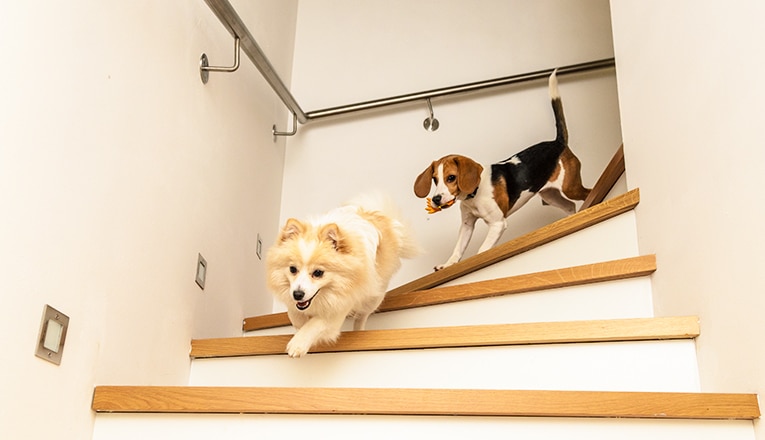 Twee kleine honden hebben geen traplift voor honden nodig, zij rennen de trap af