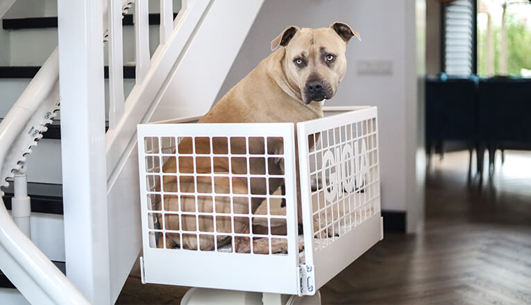 Een hond zit in een bench op een plateautraplift